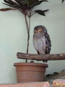 I really want to be this creature, just for a little while.  Owl, Kuala Lumpur